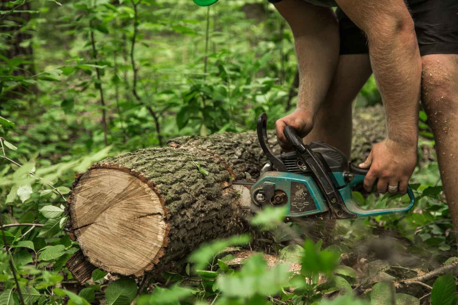 Dead Tree Removal